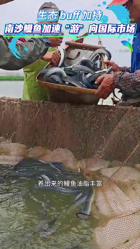 视频|生态buff加持!南沙鳗鱼“游”向国际市场