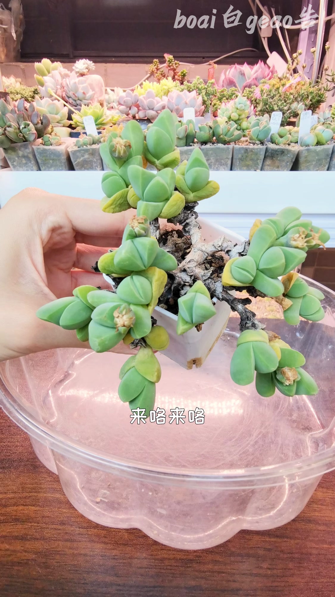 跟着视频种番杏——无比玉,上盆#多肉植物##番杏科##无比玉#