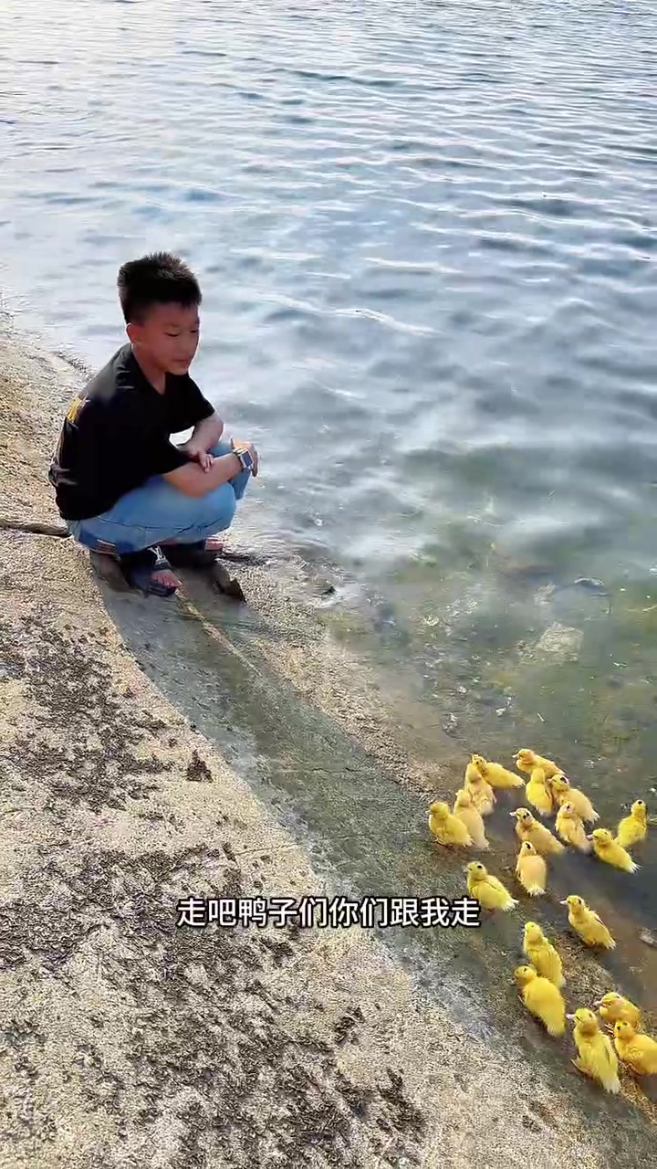 住在海边的鸭子真幸福，想吃鱼就自己下去抓！#童年的快乐就这么简单 #可爱的小鸭子 #鸭子戏