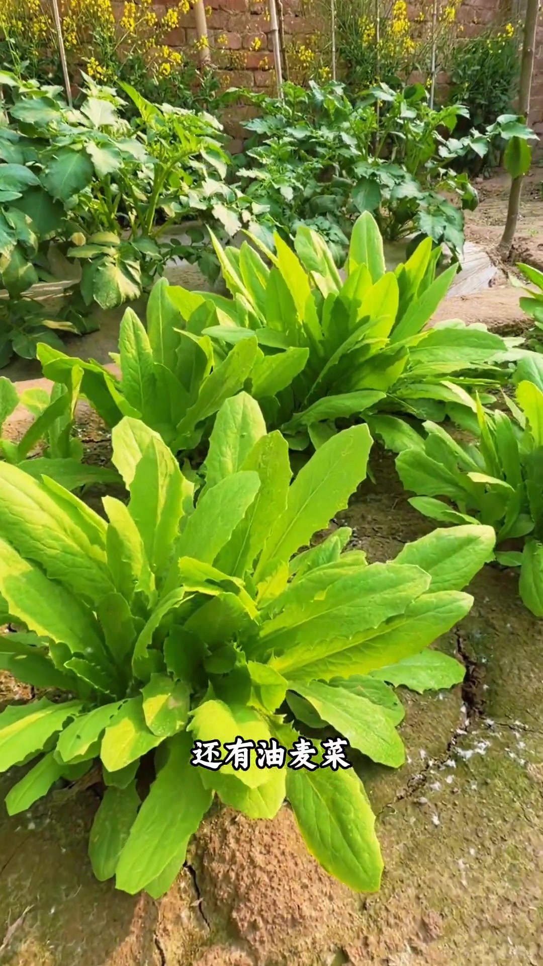 北方春季菜园都有什么菜吃？能看看你们的吗
