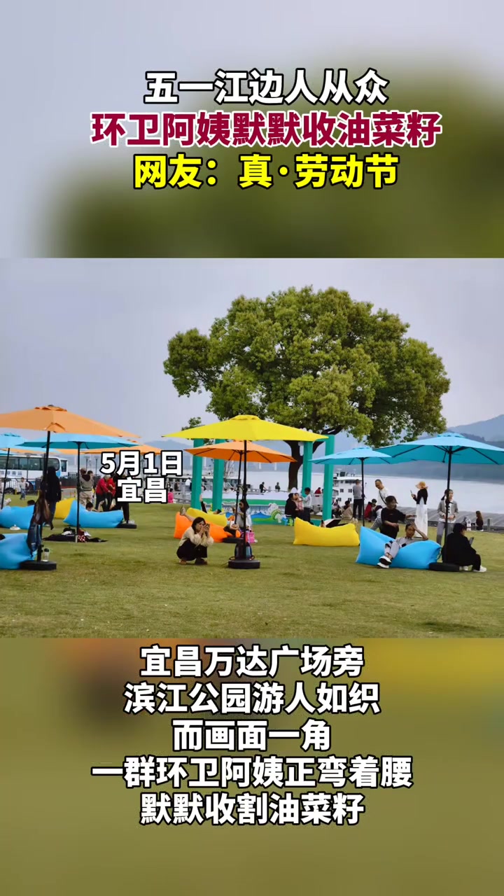 五一当天,宜昌万达旁的滨江公园游人如织。而画面一角,一群环卫阿姨正弯着腰,默默收割油菜籽。