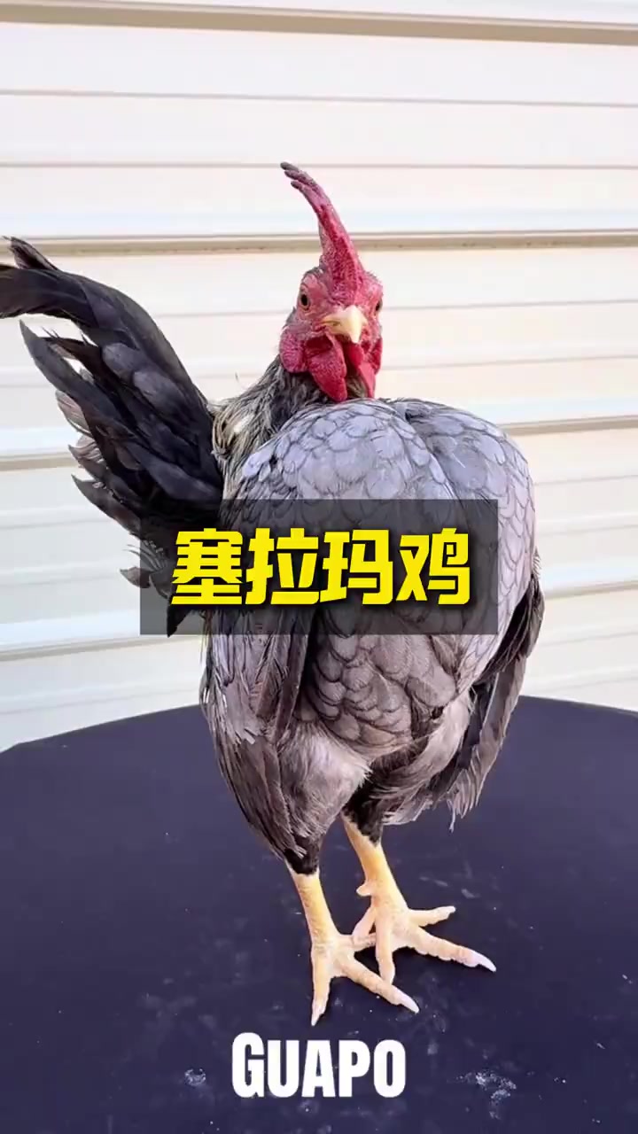 世界最小品种的鸡,却个个都是健美选手