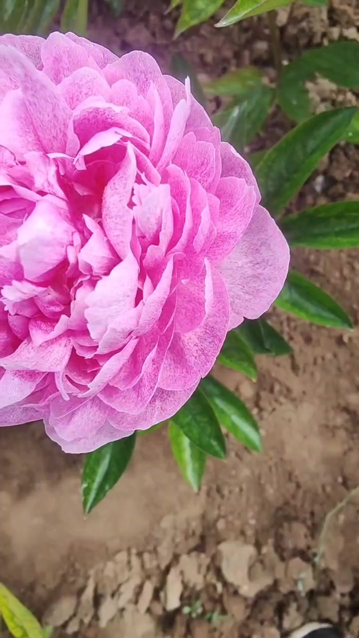 稀有芍药品种独家记忆