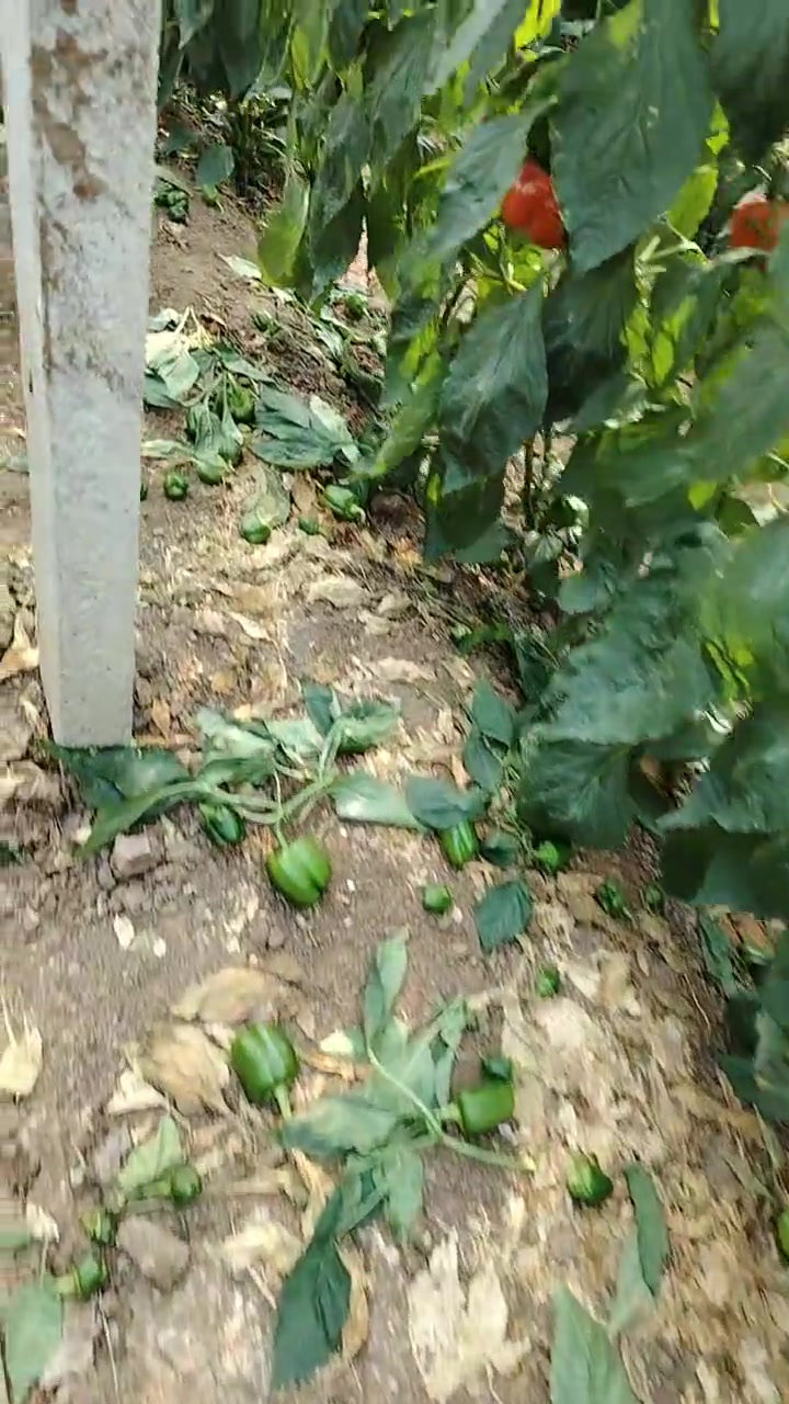 好多妞子有想淹咸菜或者喂羊的吗自己来弄！