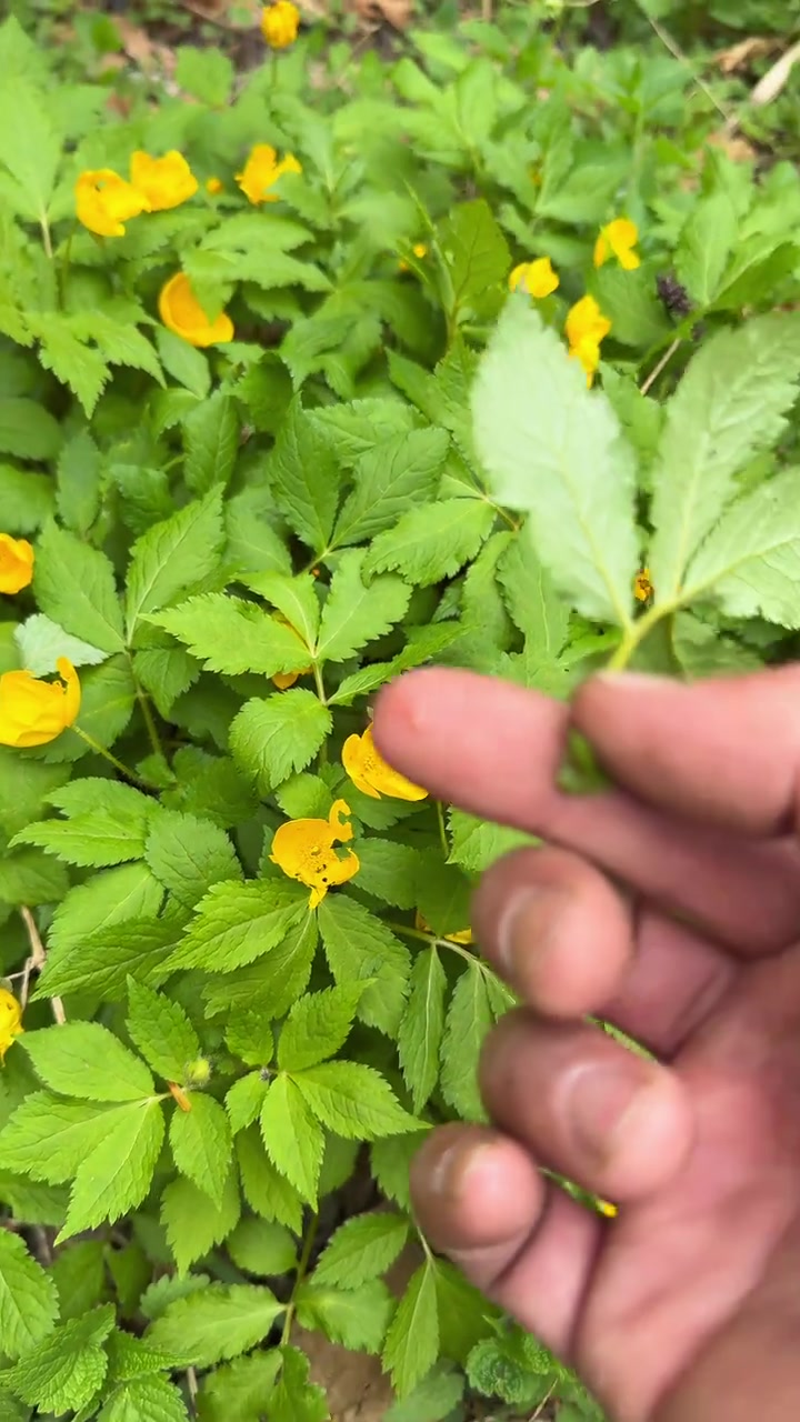 长白的山菜季节太晚了，隔壁县城刺嫩芽窝子走一走#山野菜 #刺嫩芽 #欢迎光临我的生活 #大