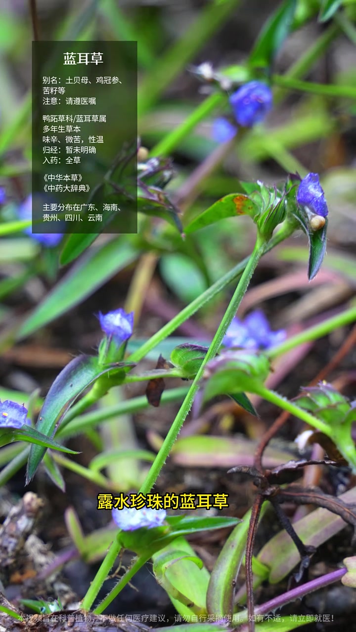 晨露为衣,小小“露水草”功效惊人!#蓝耳草 #鸡冠参 #霹水草 #植物科普