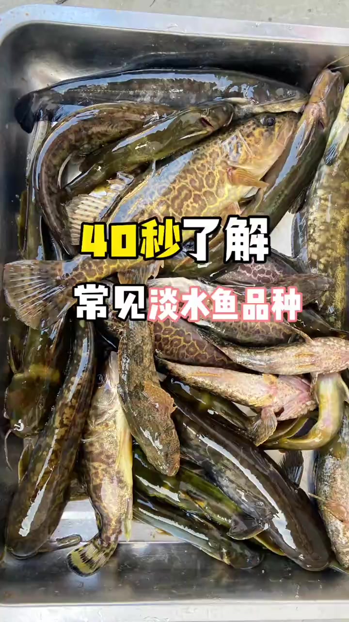 40秒了解常见淡水鱼品种