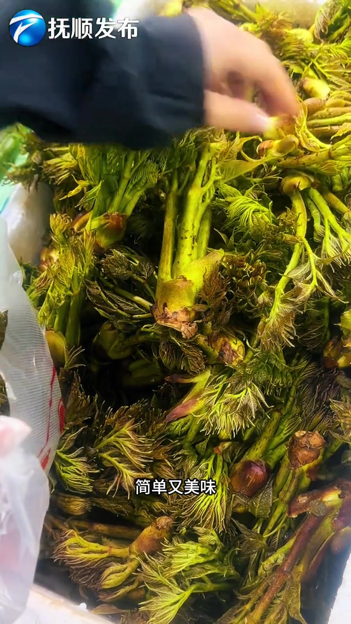 美食小厨娘寻鲜|解锁东北山野菜“天花板”,一口把春天吃掉!