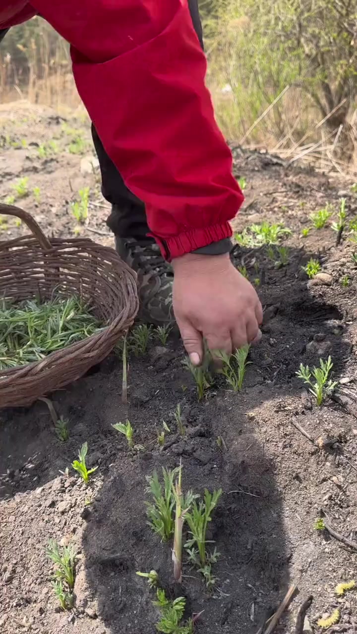 东北农村采野菜柳蒿芽