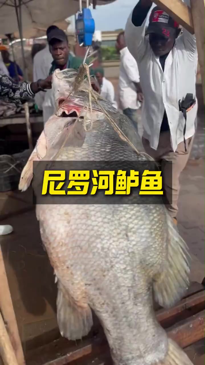 尼罗河鲈鱼是非洲体型最大的淡水鱼之一，当地人宰杀它最主要的目的竟然不是鱼肉