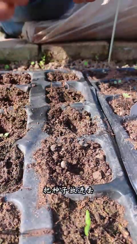 一分钟分享春季瓜果蔬菜育苗、管理、施肥、移栽的方法。不足之处