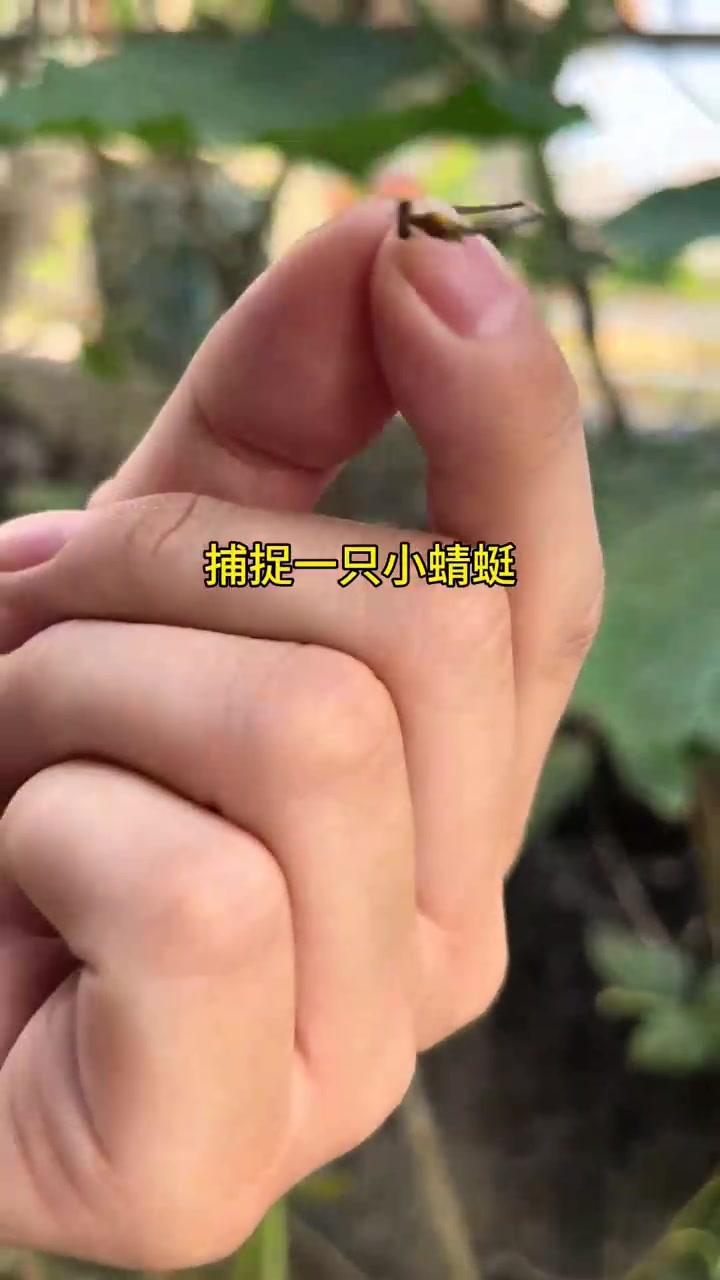 外来媳妇相聚,广东美食养人,靓仔优秀惹人爱