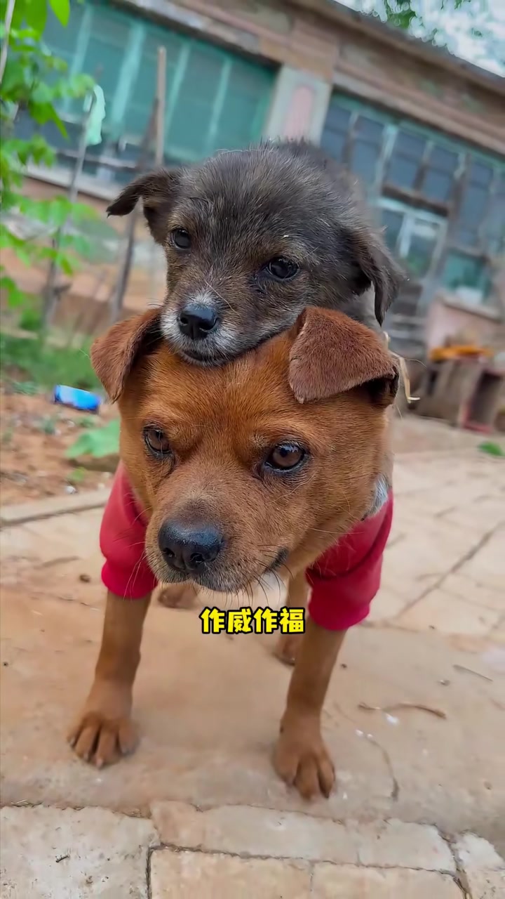 大黄：抢走大黄的提拉米苏