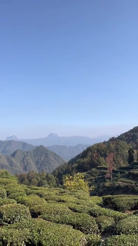 农村遍地是宝,挖野韭菜炒鸡蛋,你吃过吗?