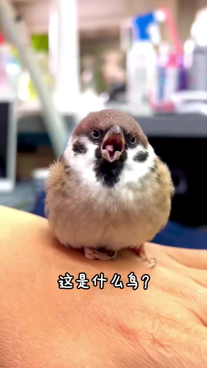 分享12种好听的鸟叫声，你都听过几种