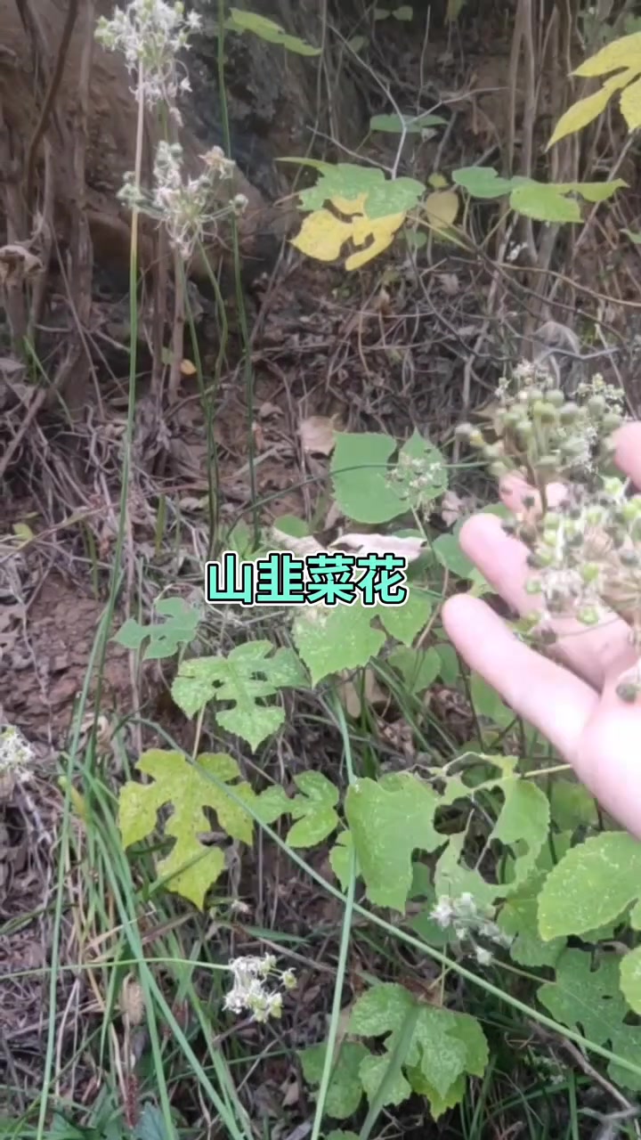 野韭菜花会有不一样的味道