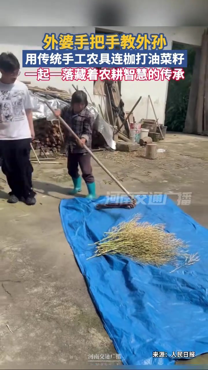 近日，江西上饶，你见过打油菜籽吗？外婆手把手教外孙，用传统手工农具连枷打油菜籽。这一起一落