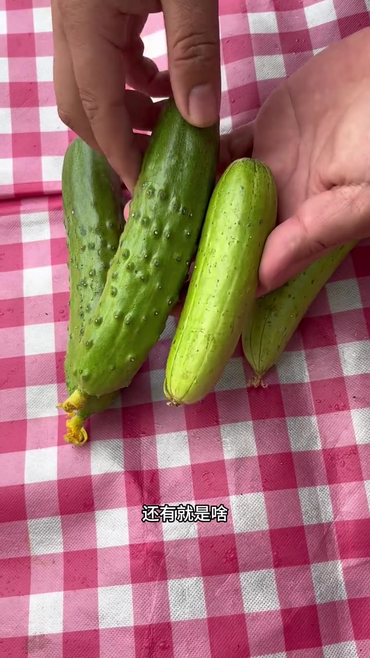 旱黄瓜怎么挑?怎么挑选好吃的黄瓜?蔬菜水果挑选小技巧?#买菜攻略 #买菜攻略 #新歌来了 