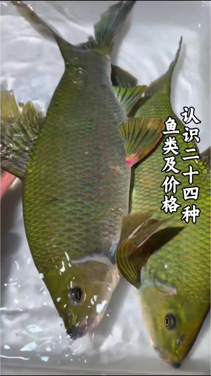 科普分享24种鱼类以及价格，你都吃过哪几种