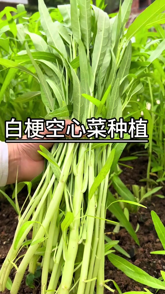 分享白梗柳叶空心菜种植方法,爱吃空心菜的朋友你也种起来吧