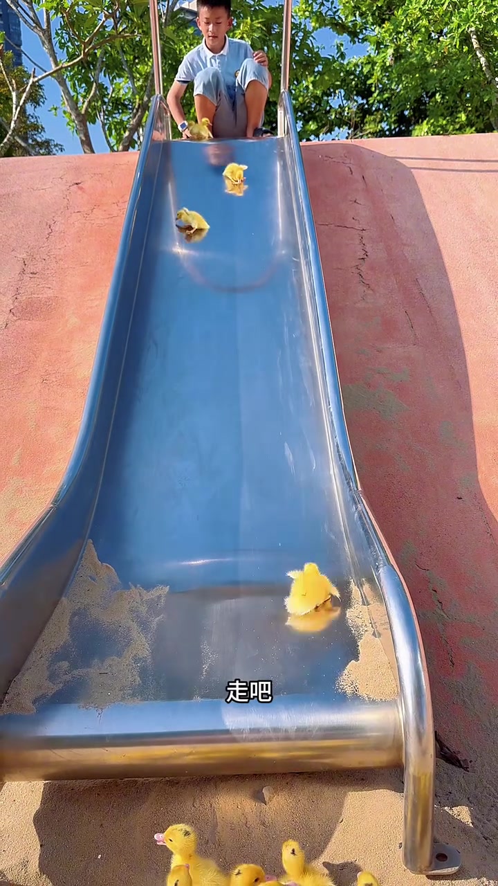 一群鸭鸭集结完毕 快乐滑滑梯模式正式开启 排队玩耍有序萌翻,治愈感直接拉满 #遛鸭日记 #