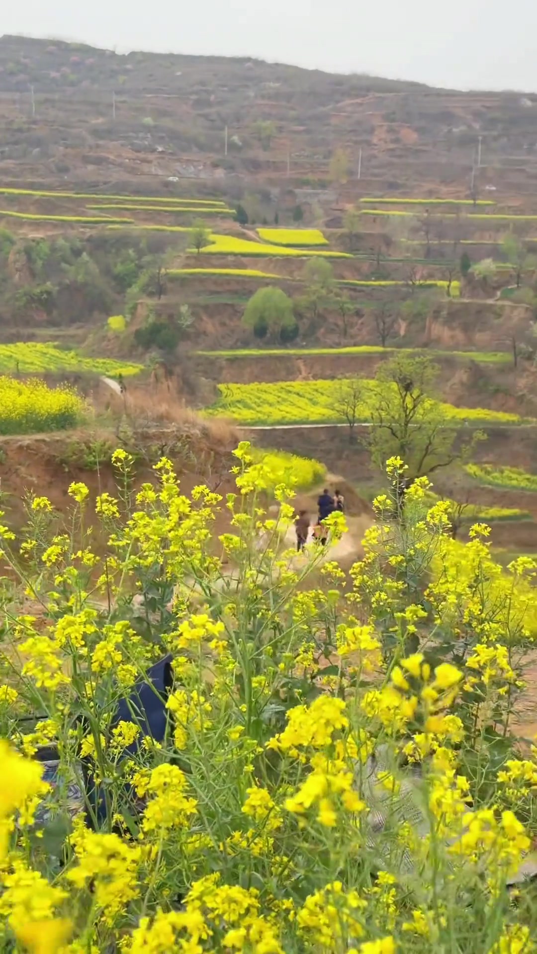 去不了罗平,就来新密乱石坡梯田油菜花海,导航乱石坡村