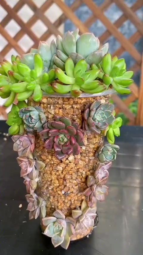 多肉植物