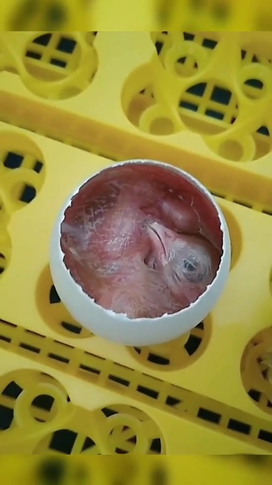 21集人工孵化小鸡