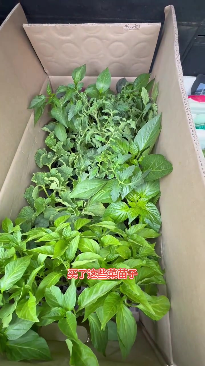 今天跟老伴把小菜苗都买齐了,又该种菜了,春种秋收,期待是一个美好又享受的过程……#优创计划