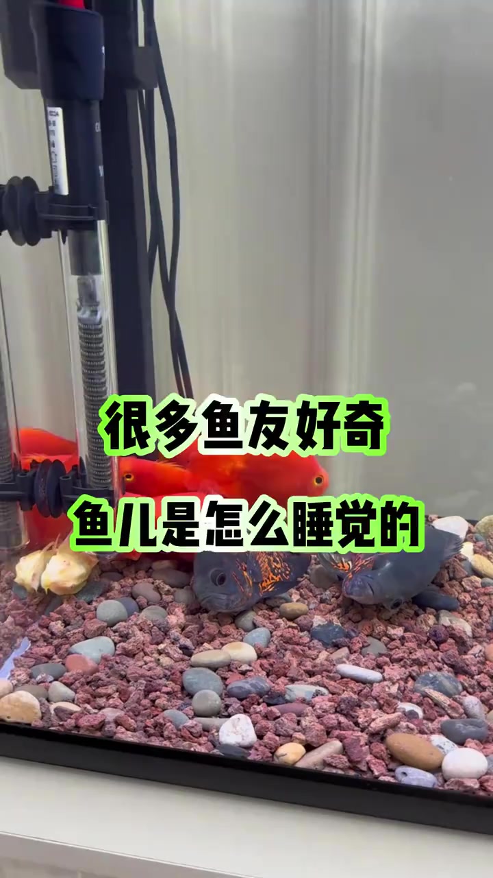 很多鱼友好奇鱼儿是什么睡觉的