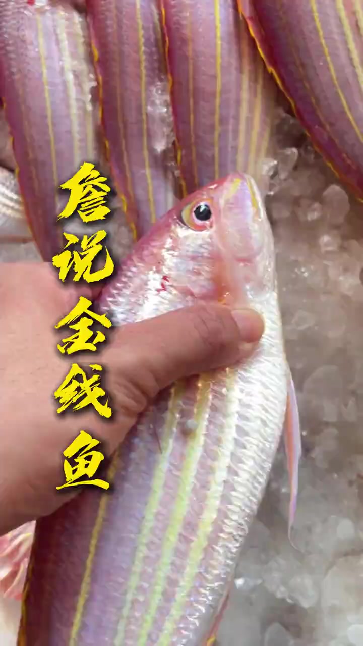 金线鱼，很多人分不清它跟红杉鱼的区别