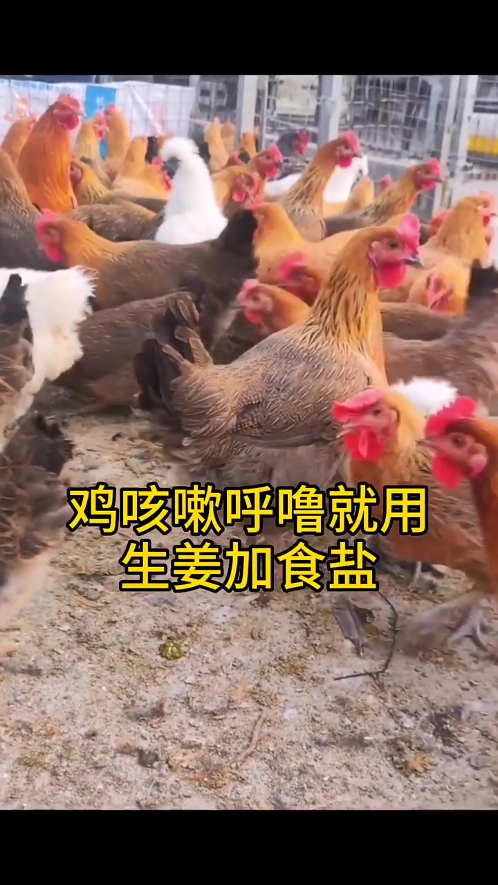 正宗农家散养土鸡