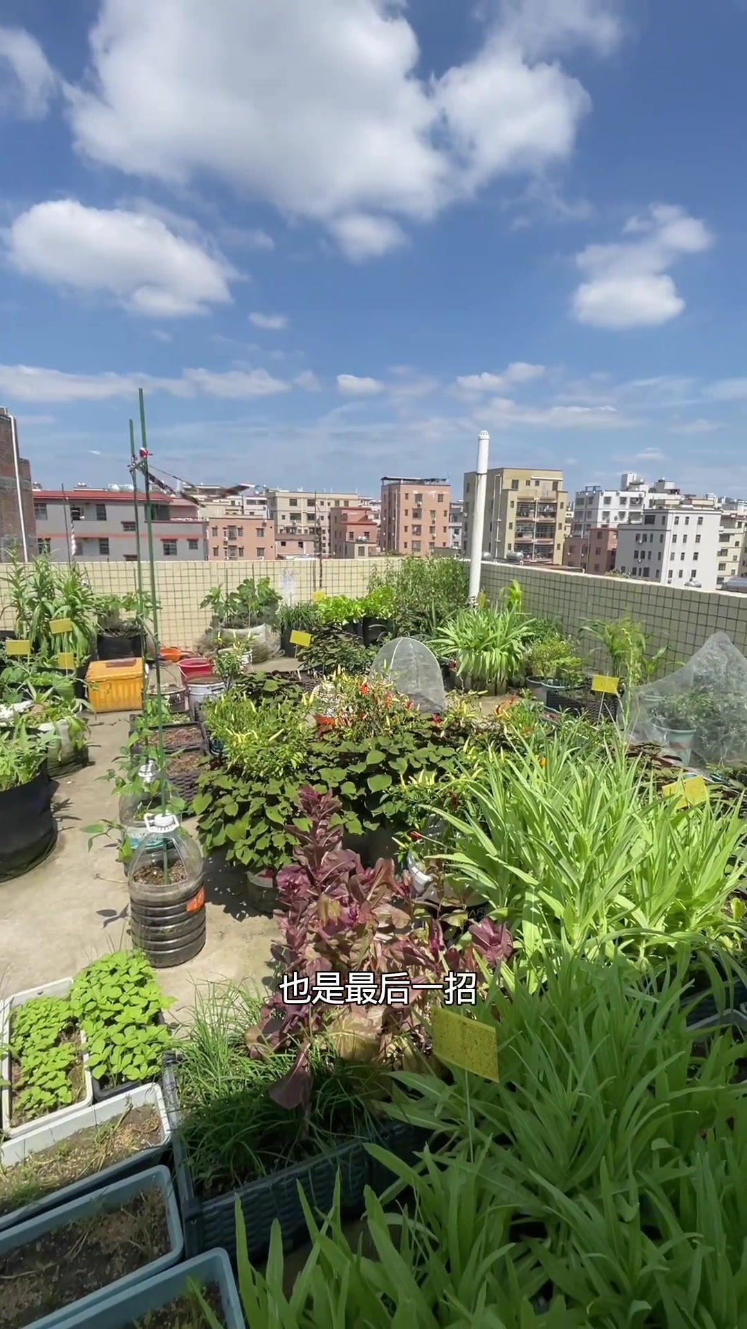 我在广州种瓜果蔬菜怎么防鸟,干货分享!