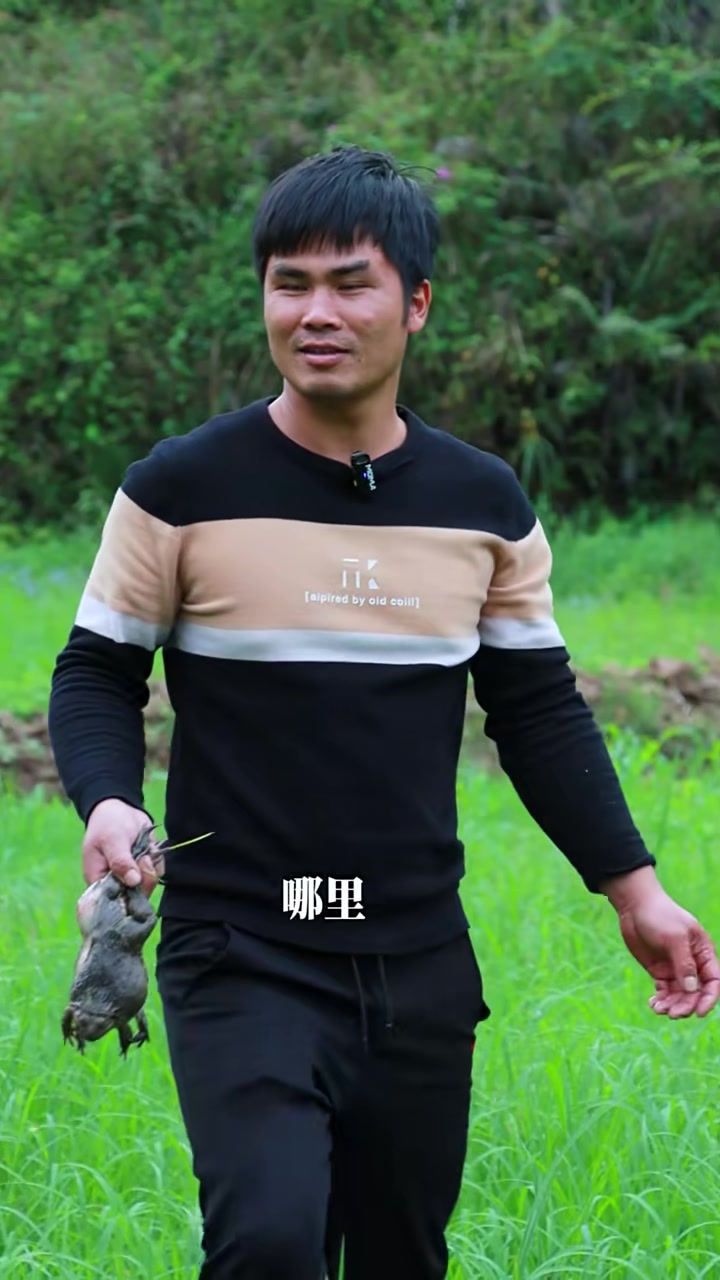 春天那遍地绿草里的田鸡真是又肥又大只,拿来做一道爆炒田鸡吃真是太鲜美了