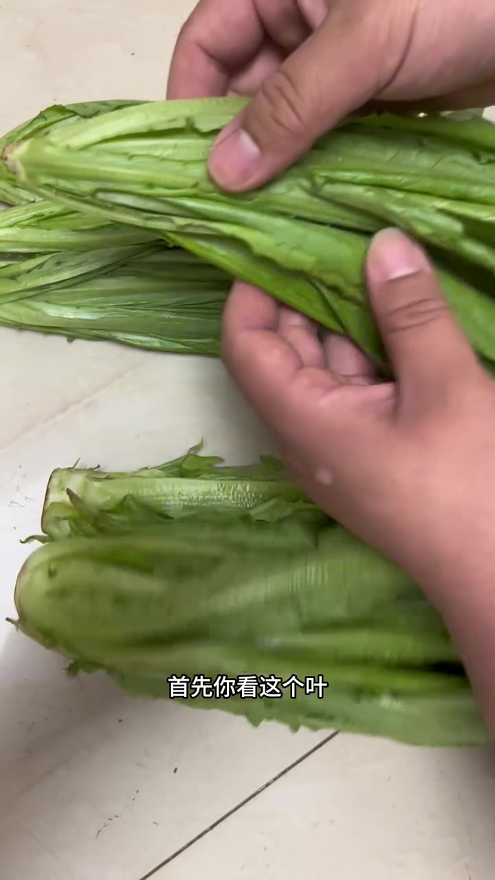 东北早市土豆哥揭秘:早市油麦菜挑选大法!让你一次买到翠绿鲜嫩的油麦菜!油麦菜怎么挑?油麦菜