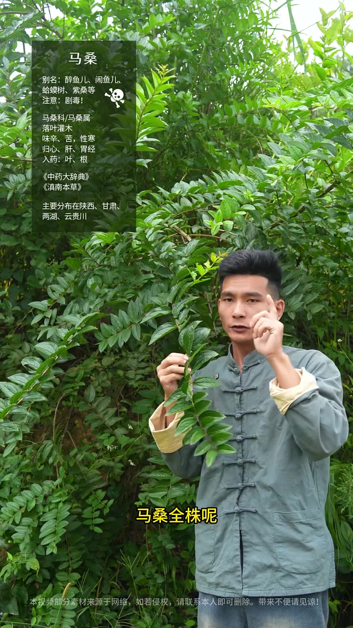 这种紫黑野果，千万别盯着它看！#马桑 #马桑果 #醉鱼儿 #植物科普