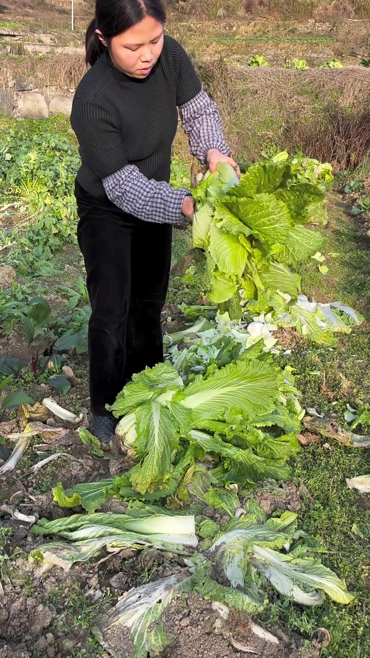 小菜园里的农家菜：砍菜作有机肥