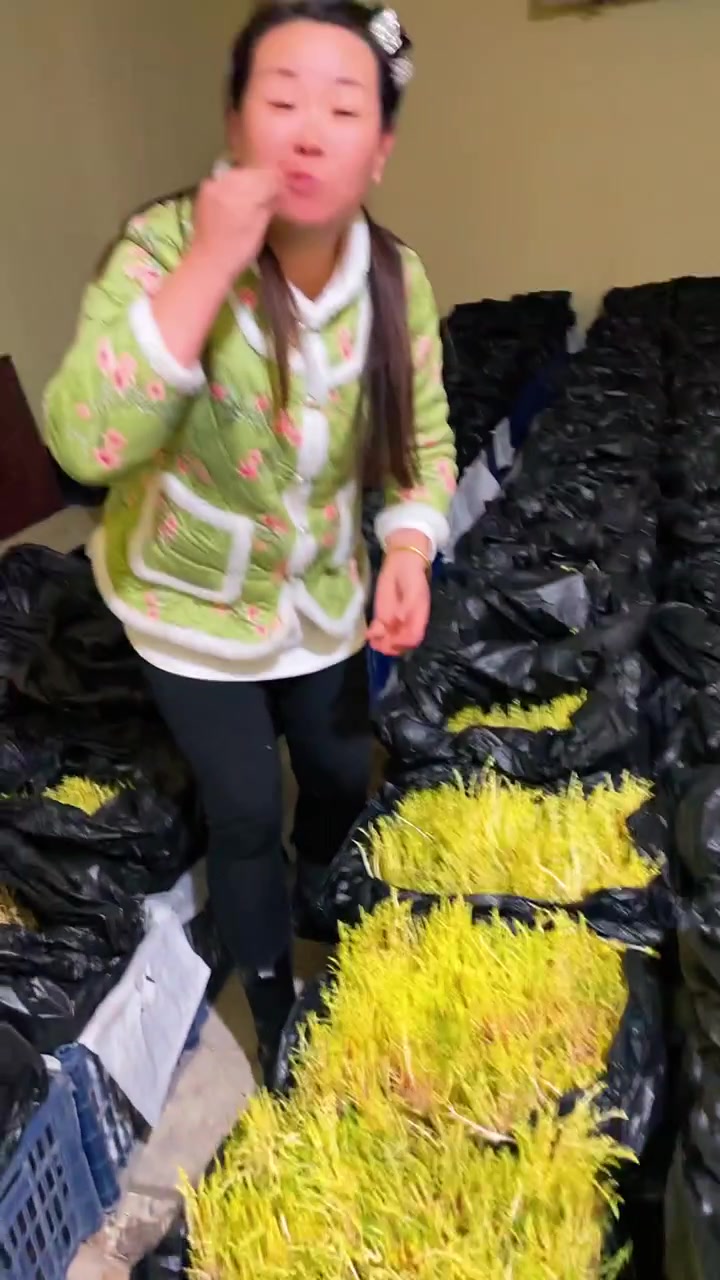 东北山野菜婆婆丁