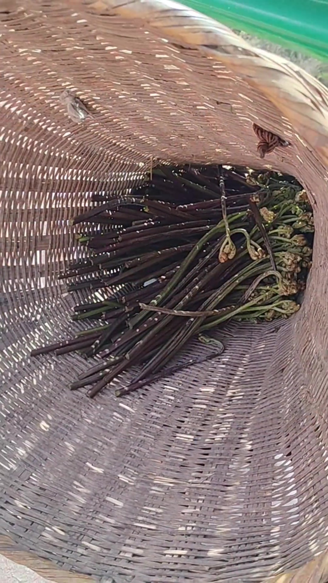 风车子梁挖蕨菜