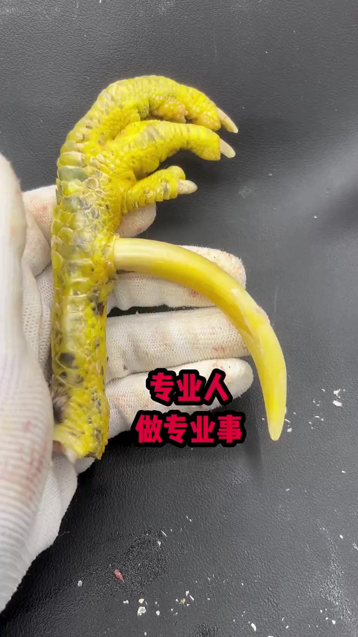 文玩鸡爪骨