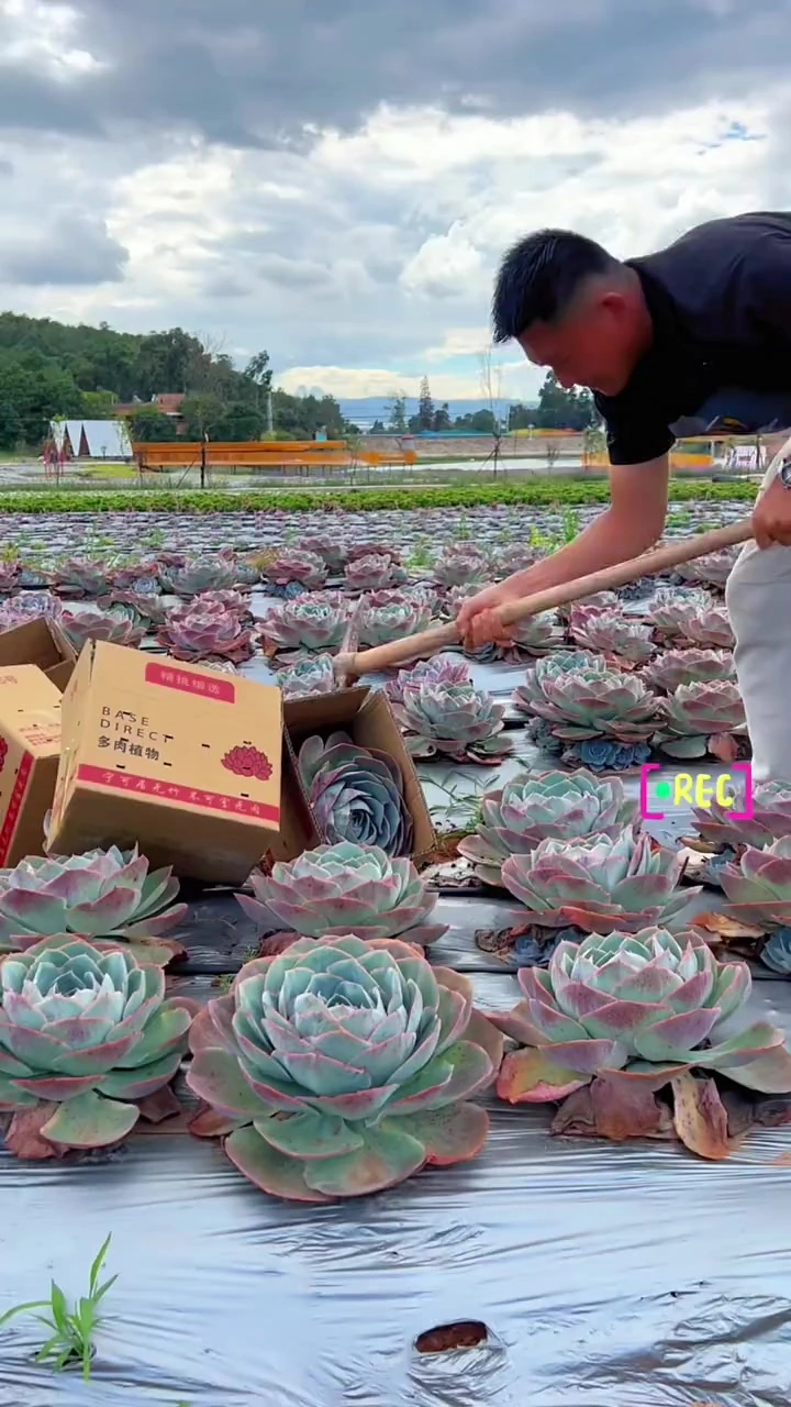 多肉植物