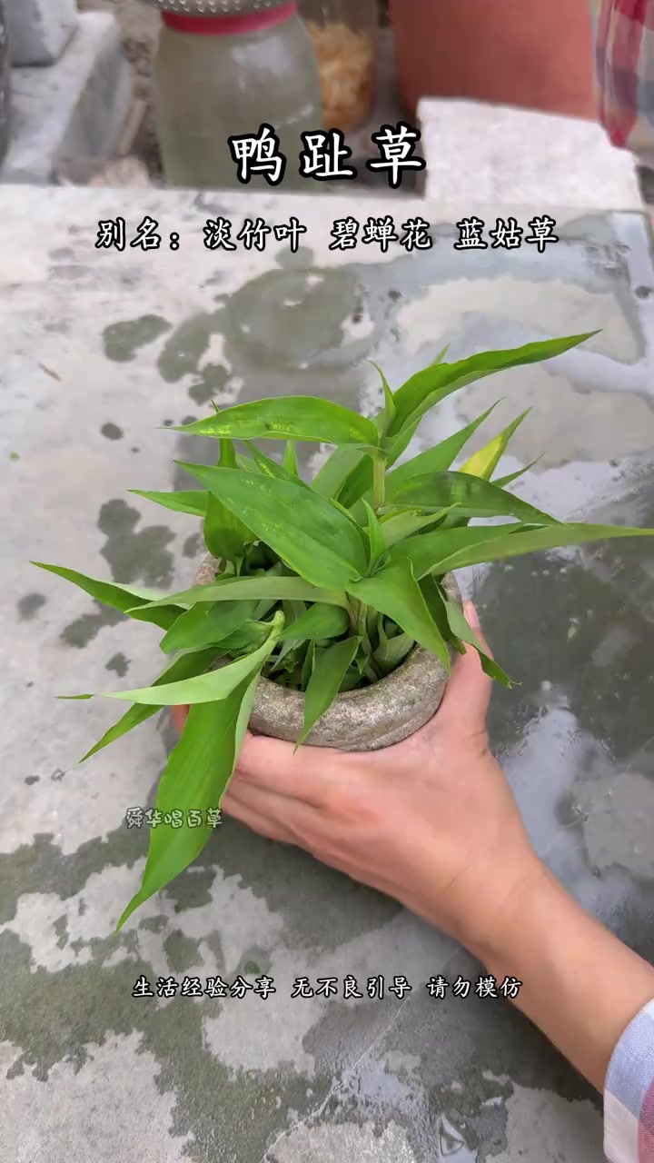 鸭趾草也叫淡竹叶