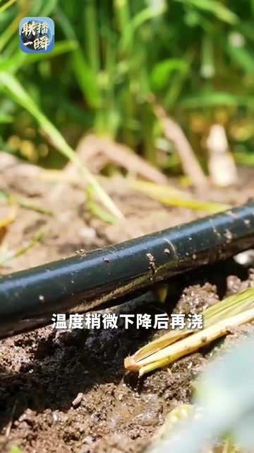 “干热风”是什么风？小麦为啥害怕它？