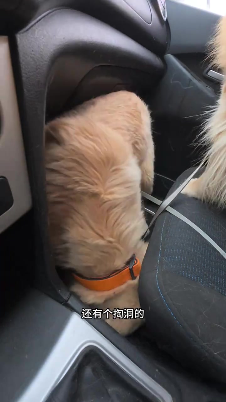 捅了小鸡毛的窝