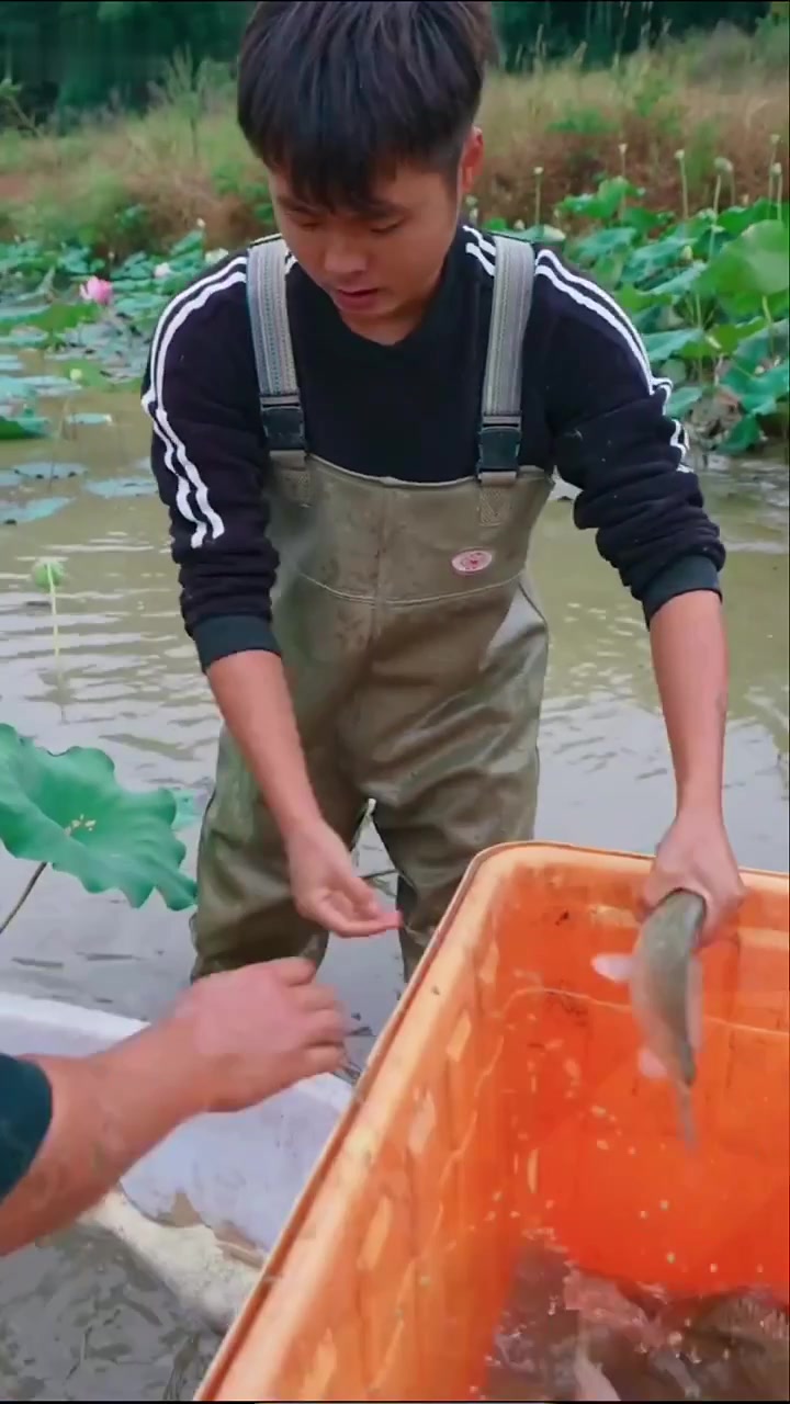村口爷爷家鱼塘里竟有这么多红鲤鱼