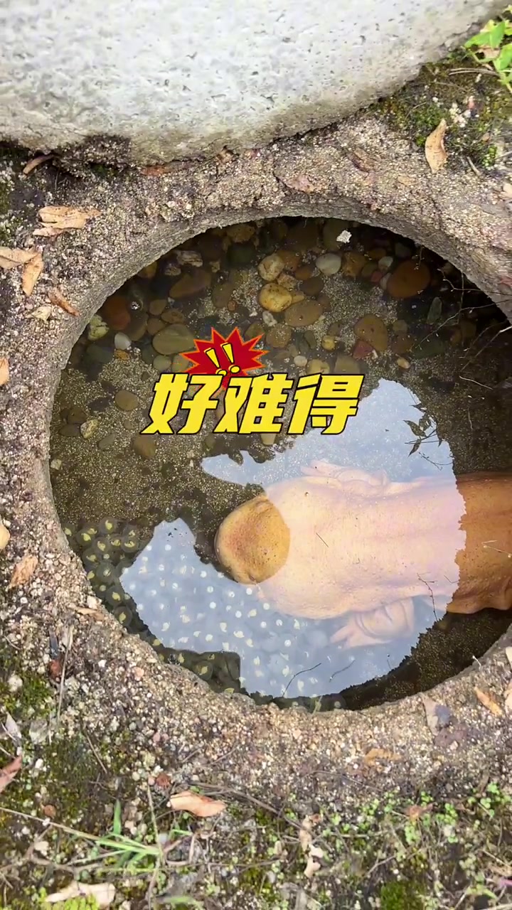 又一窝金色娃娃鱼发芽了
