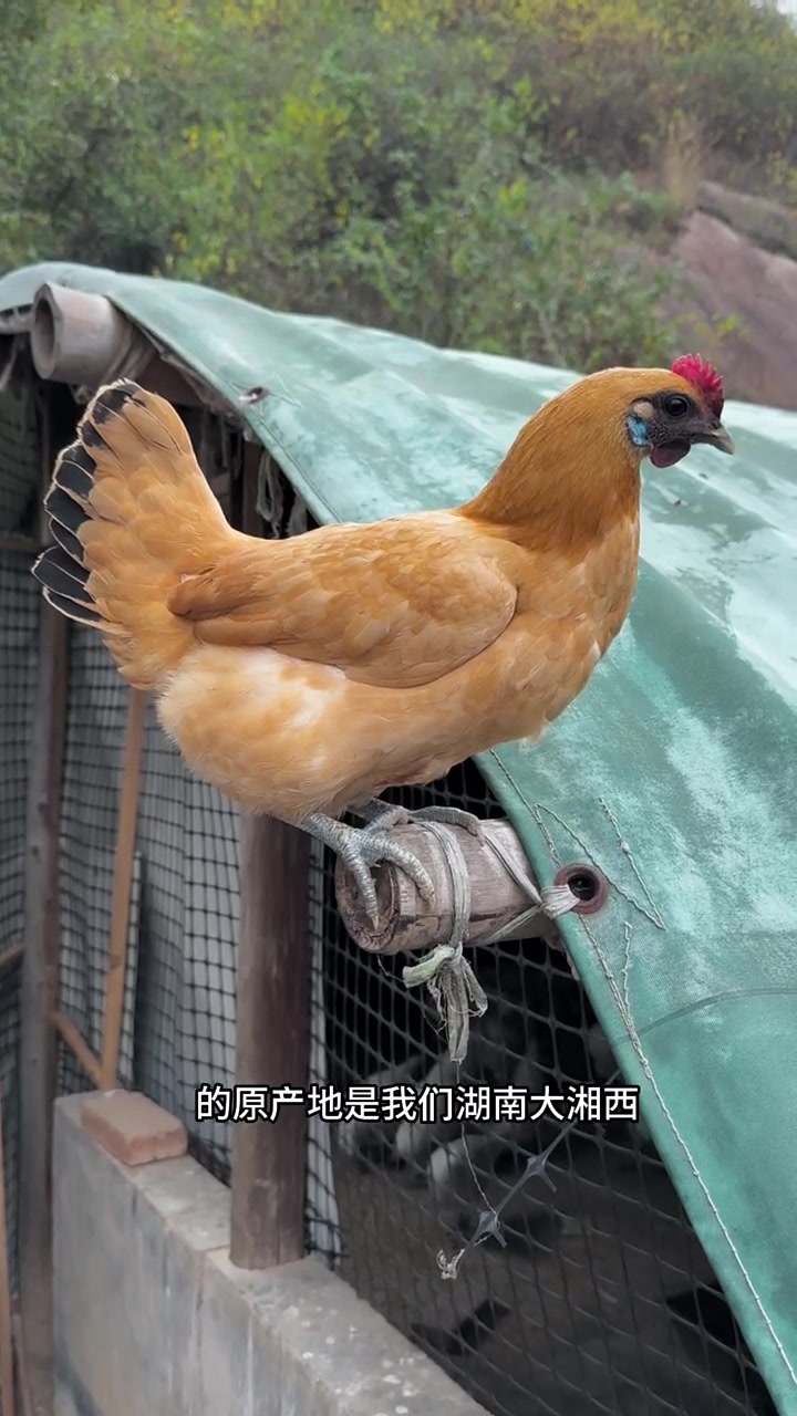 红冠黄乌鸡，颜值超高