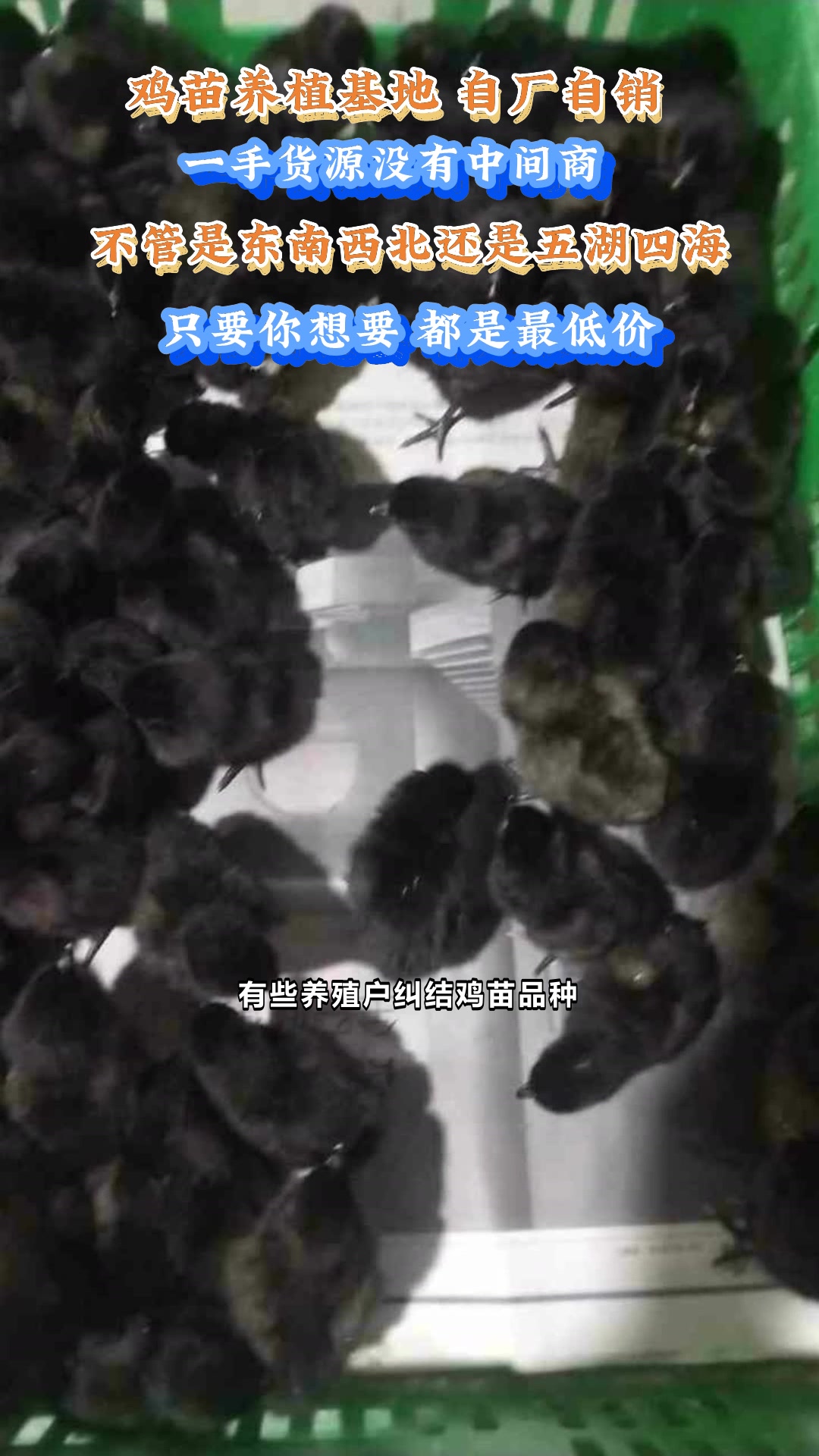 陕西宝鸡凤翔区易养易管的五黑绿壳蛋鸡苗 #我要买绿壳蛋鸡苗