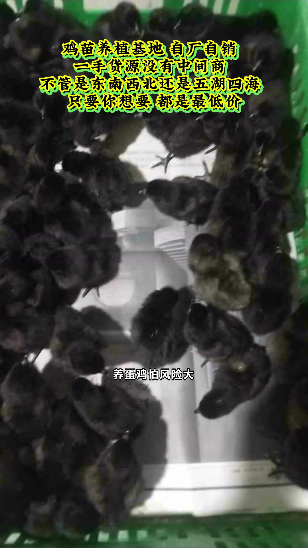 陕西榆林子洲县五黑绿壳蛋鸡苗登场！#黄羽绿壳和五黑绿壳谁产