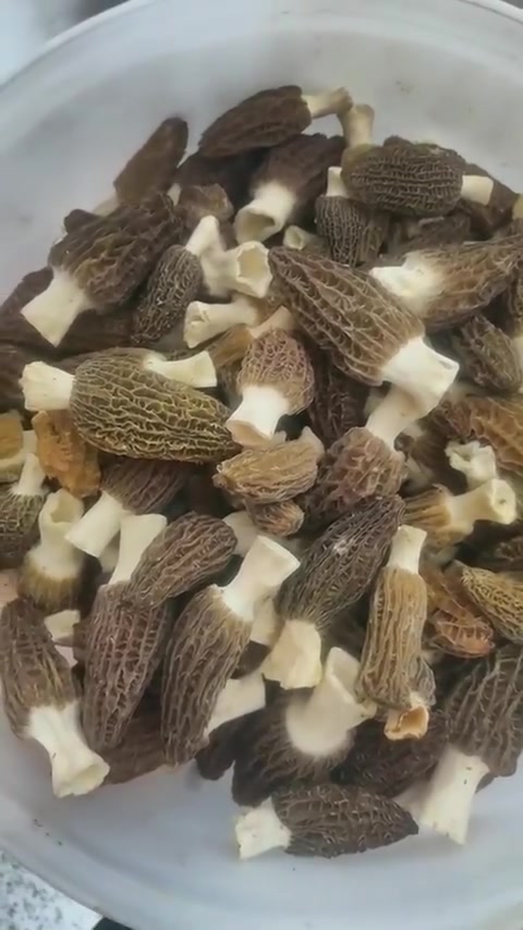 新鲜的羊肚菌,大又大,下腊肉汤、鸡肉汤